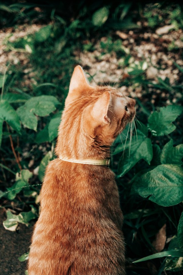Comment planifier une visite des jardins japonais à Kyoto, Japon?